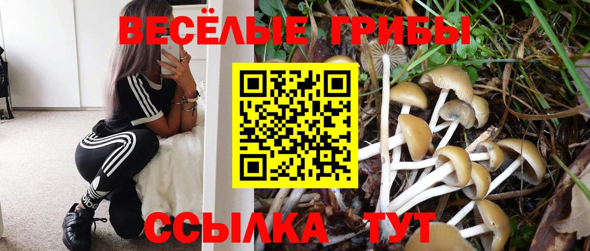 купить наркоту  Кировск  Псилоцибиновые грибы GOLDEN TEACHER  Псилоцибиновые грибы GOLDEN TEACHER 